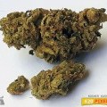 Kosher Kush (420.pixels)