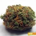 Mango Haze (420.pixels)