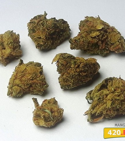 Mango Haze (420.pixels)