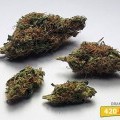 Orange Bud (420.pixels)