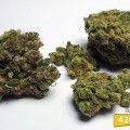 Sour Diesel (420.pixels)