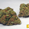 Vanilla Kush (420.pixels)