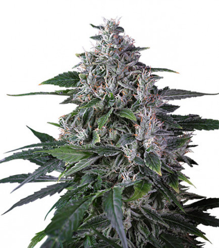 Karel's Haze (Super Sativa Seed Club)