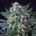 Karel's Haze (Super Sativa Seed Club)