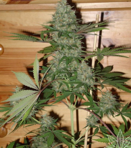 Caramella (Homegrown Fantaseeds)