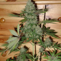 Caramella (Homegrown Fantaseeds)