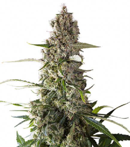 Prima Holandica (Super Sativa Seed Club)