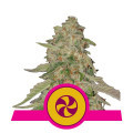 Sweet Zkittlez (Royal Queen Seeds)