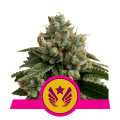 Legendary Punch (Royal Queen Seeds)