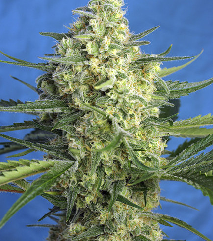 Jack 47 XL Autofiorente (Sweet Seeds)