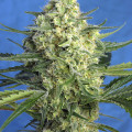 Jack 47 XL Autofiorente (Sweet Seeds)