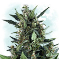 Cherry Bud Autofiorente