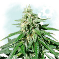 Jack Herer Autofiorente