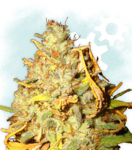 White Widow Autofiorente