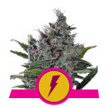 North Thunderfuck (Royal Queen Seeds)