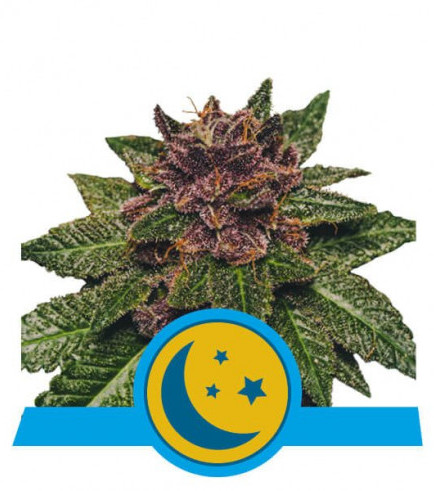 Purplematic CBD