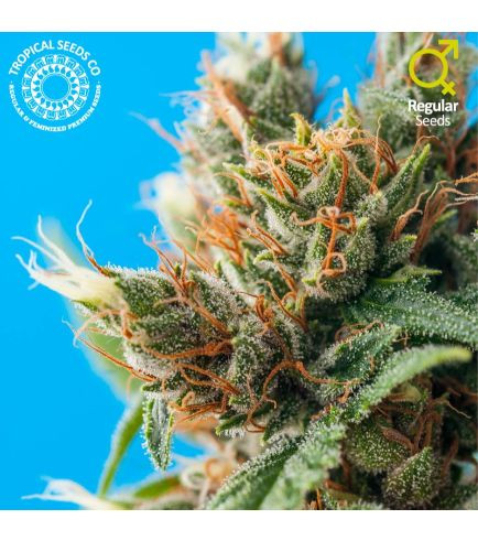 Durban Punch