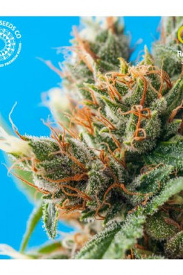 Durban Punch
