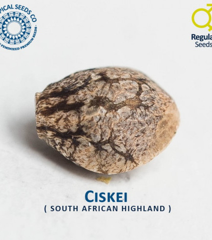 Ciskei
