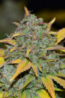 Gelato Auto