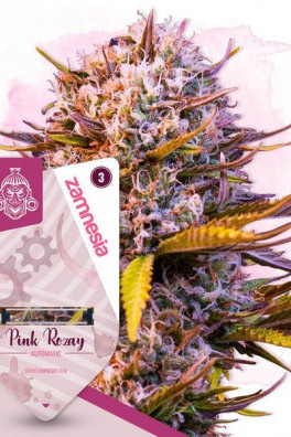 Pink Rozay Automatic