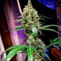 Mandarine Dream XL Auto