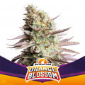 Orange Blossom