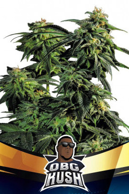 OBG Kush