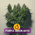 Purple Queen Automatic