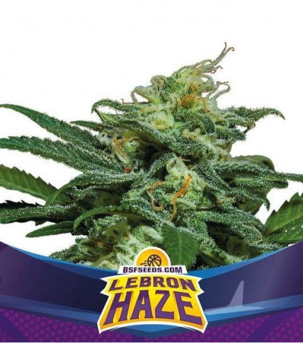 Lebron Haze XXL Auto