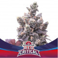 Red Critical Auto