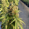 Auto CBD-Victory