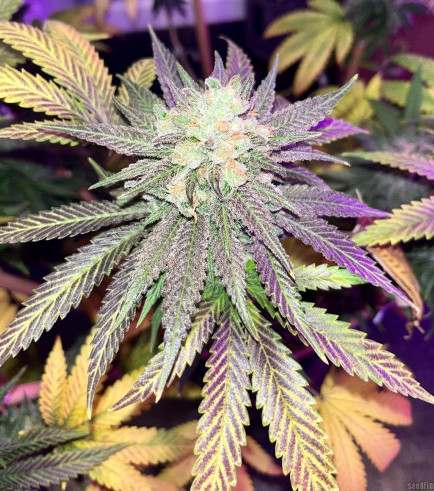 Cherry Pie