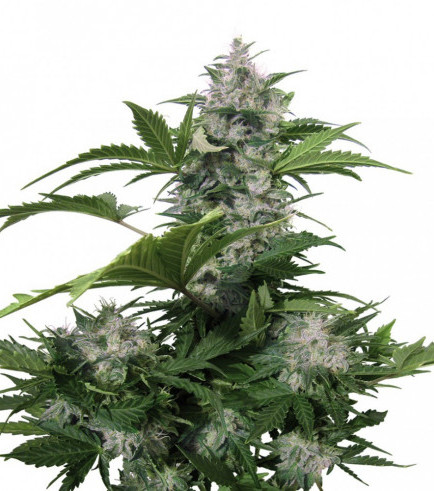 White Dwarf Auto