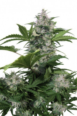 White Dwarf Auto