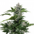 White Dwarf Auto