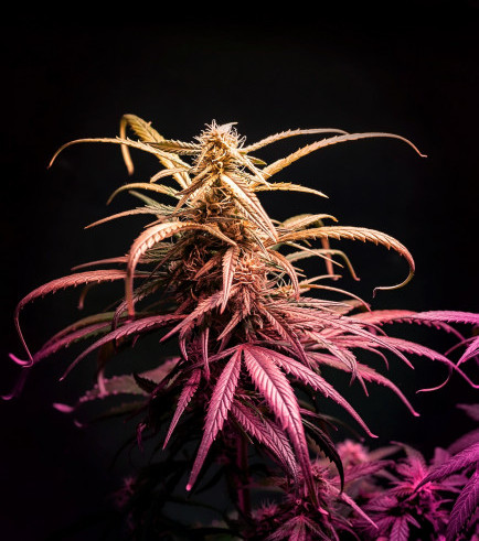 Grape Stomper (aka Sour Grapes)