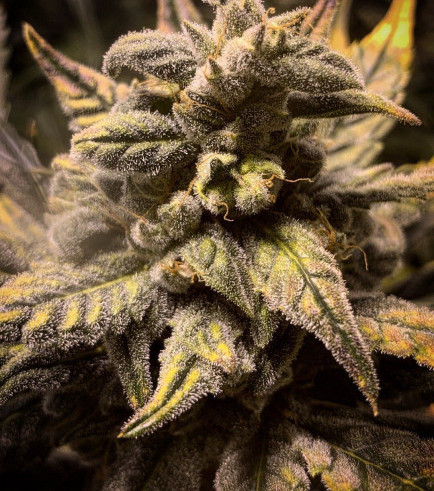 Frosted Skywalker