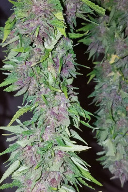 Las Vegas Purple Kush