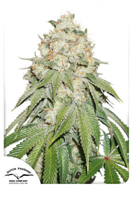 Banana Blaze