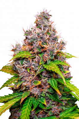 Watermelon OG