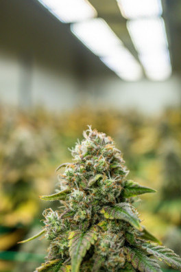 Black Cherry Gelato
