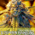 Stephen Hawking Kush