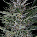 Gorilla Autoflowering