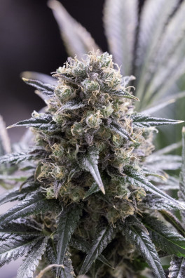 Quick Dinamed CBD