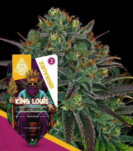 King Louis XIII
