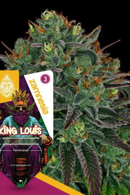 King Louis XIII