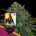 King Louis XIII