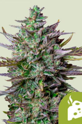 Blue Cheese Autofiorente