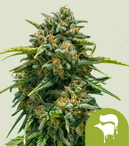 Sweet Skunk Autofiorente